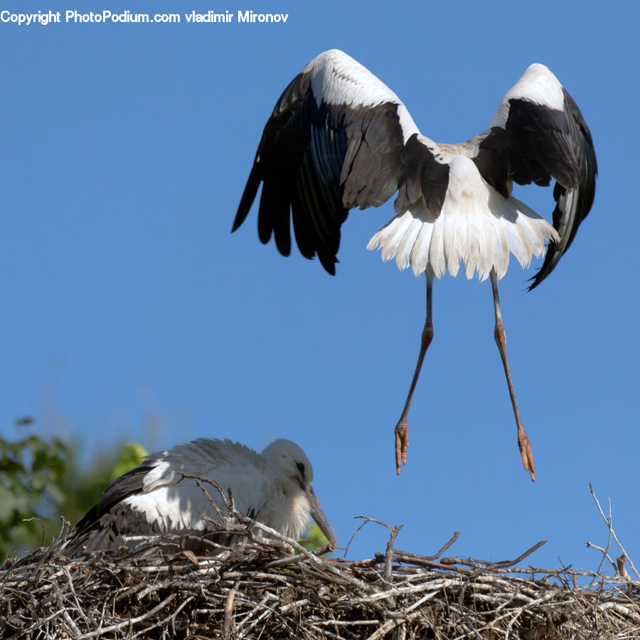 Bird, Stork, Crane Bird, Heron, Eagle, Nest, Grouse