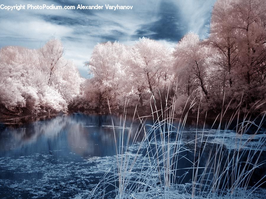 Frost, Ice, Outdoors, Snow, Blossom, Flora, Flower