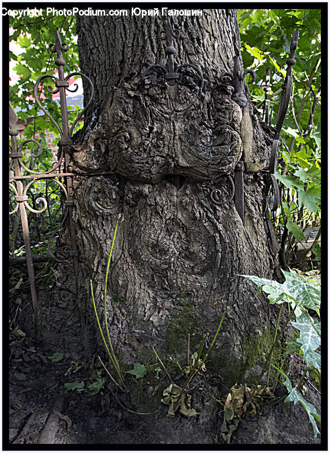 Tree Trunk, Plant, Vine, Ivy, Collage, Poster, Forest