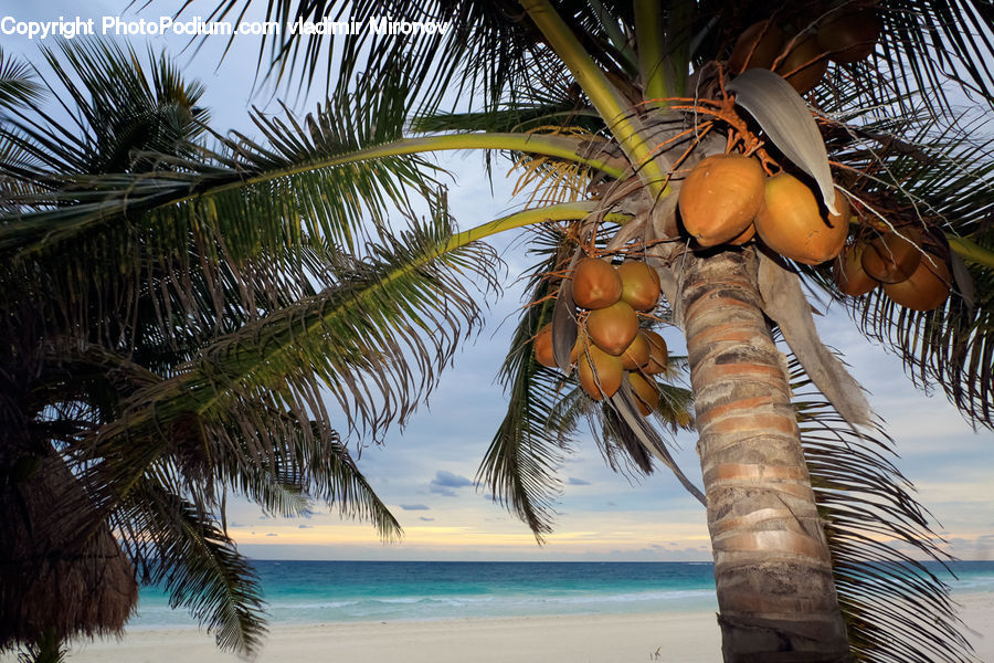 Arecaceae, Coconut, Palm Tree, Plant, Tree, Summer, Tropical