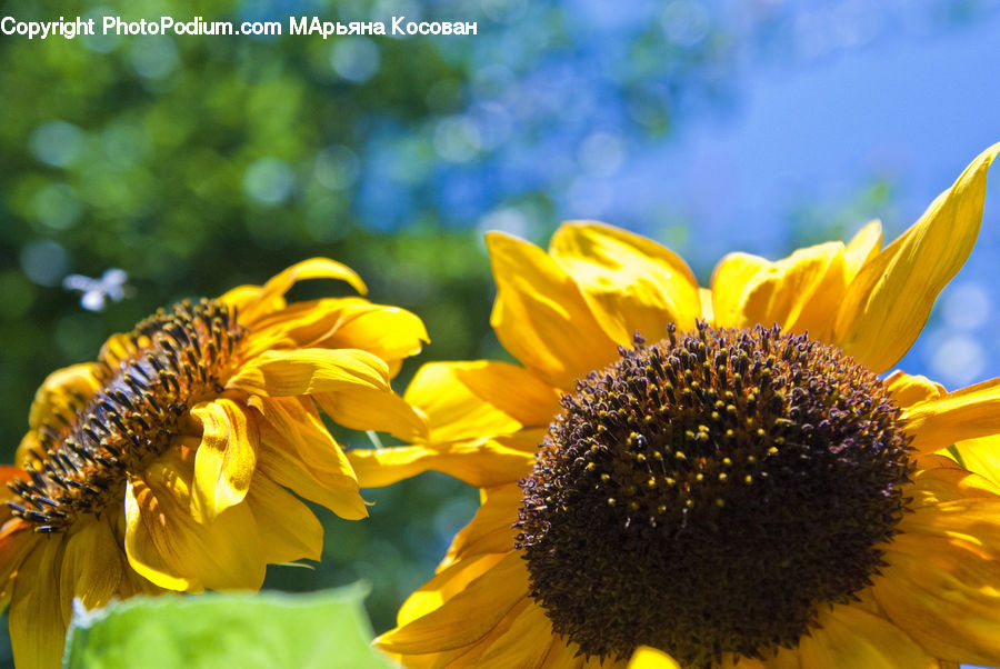 Blossom, Flora, Flower, Plant, Sunflower, Bee, Insect
