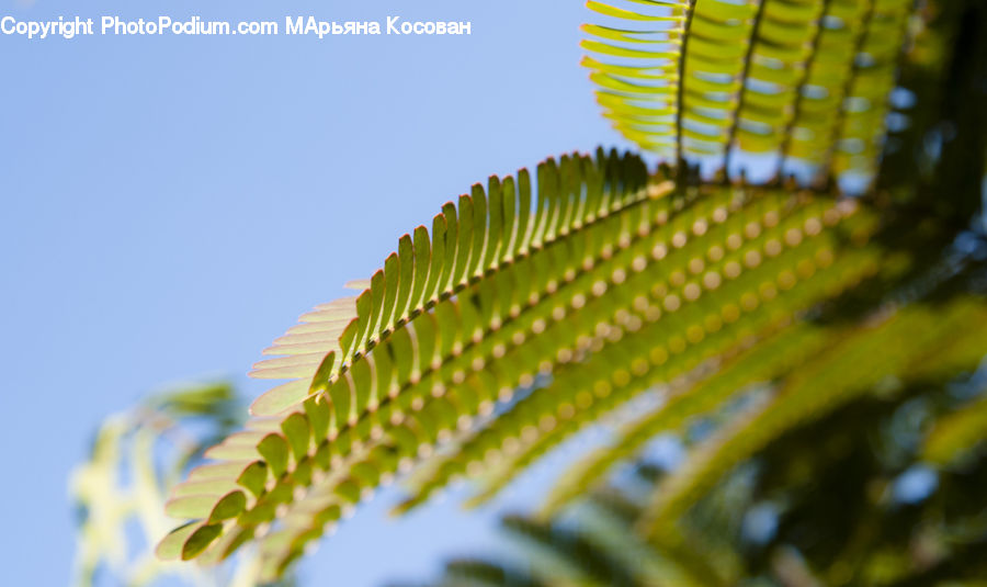 Fern, Plant, Blossom, Flora, Flower, Building, Housing