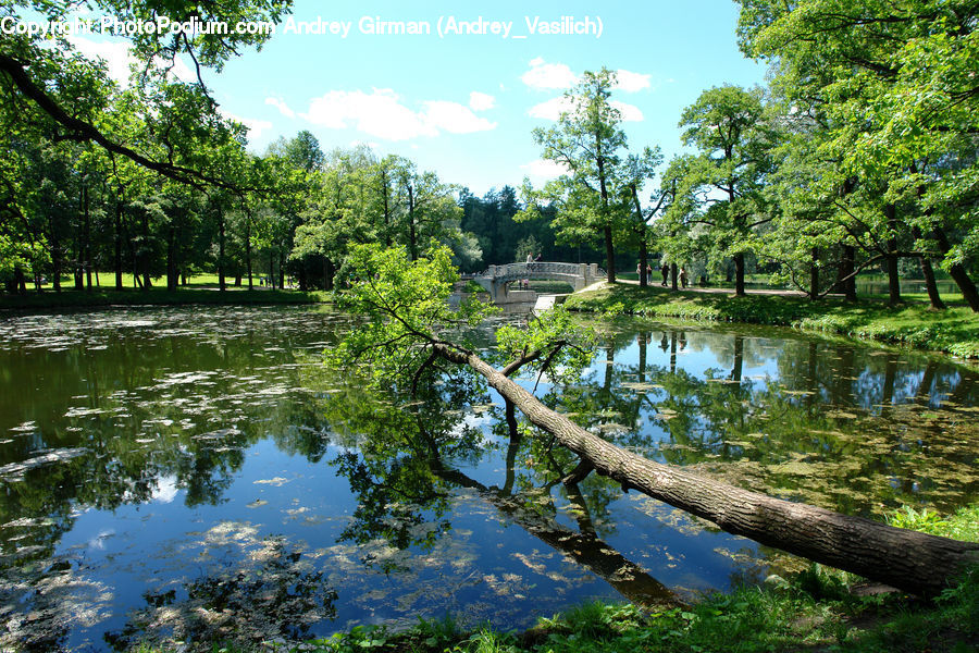 Outdoors, Pond, Water, Forest, Vegetation, Grove, Land