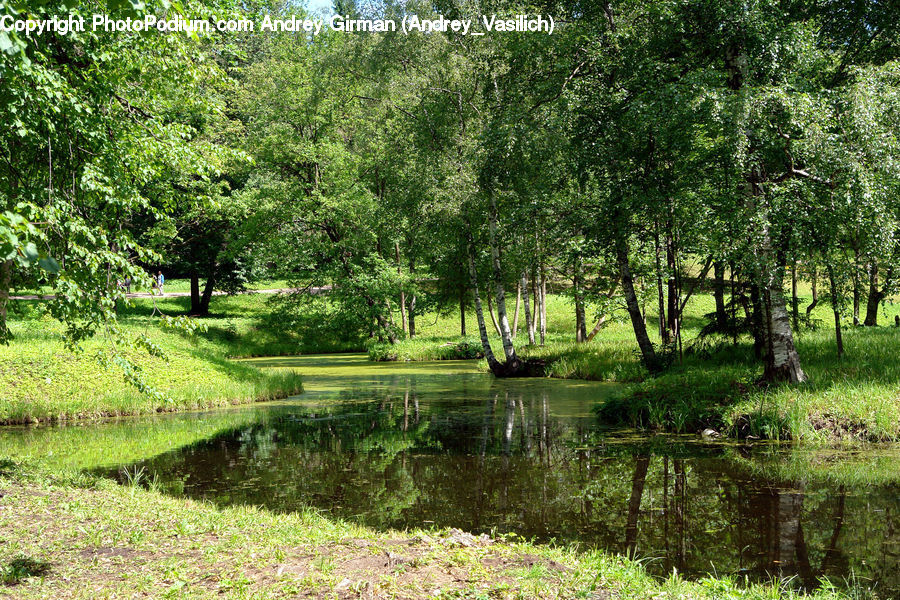 Outdoors, Pond, Water, Blossom, Flora, Flower, Plant