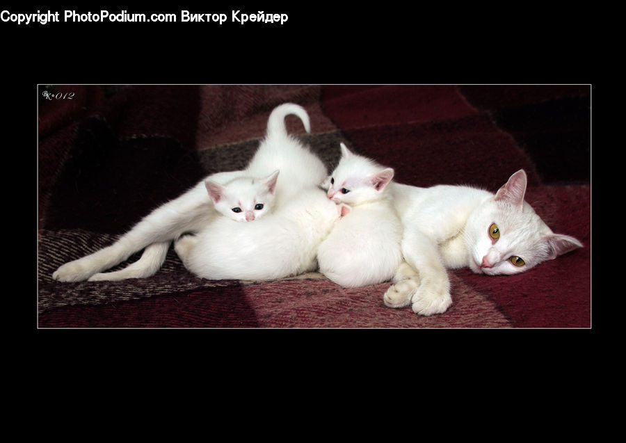 Animal, Cat, Pet, Siamese, Angora, Kitten, Mammal