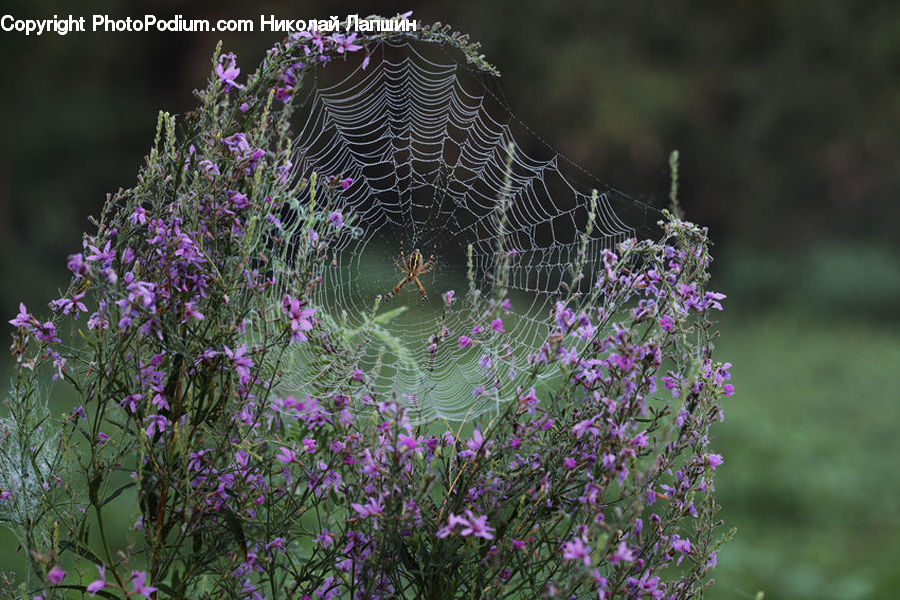 Blossom, Flora, Flower, Plant, Aster, Geranium, Bush