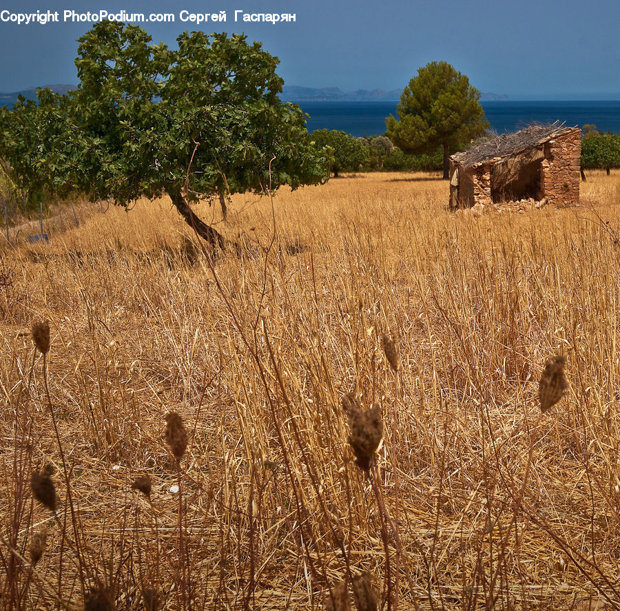 Field, Grass, Grassland, Land, Outdoors, Plant, Grain