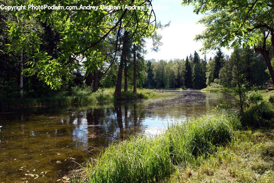 Forest, Jungle, Rainforest, Vegetation, Outdoors, Pond, Water