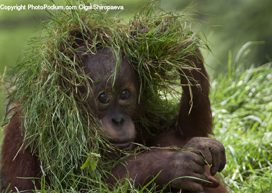 Animal, Mammal, Monkey, Orangutan, Blossom, Flora, Flower