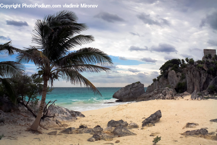 Beach, Coast, Outdoors, Sea, Water, Palm Tree, Plant