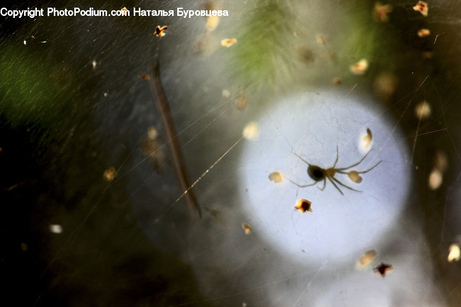 Arachnid, Garden Spider, Insect, Invertebrate, Spider, Termite