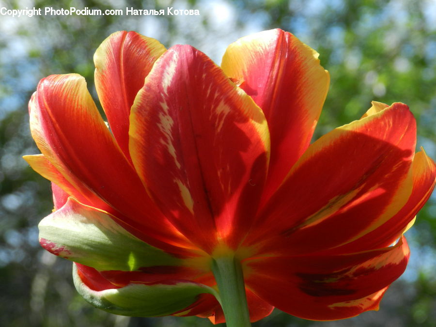 Blossom, Flora, Flower, Plant, Tulip, Cactus, Dahlia