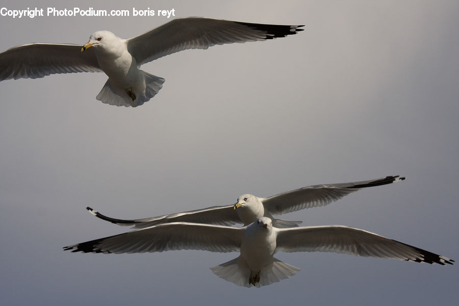 Bird, Seagull, Goose, Waterfowl, Kite Bird, Booby