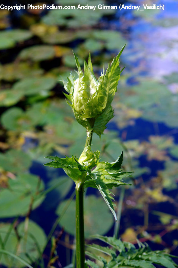 Cabbage, Produce, Vegetable, Bud, Plant, Blossom, Flora