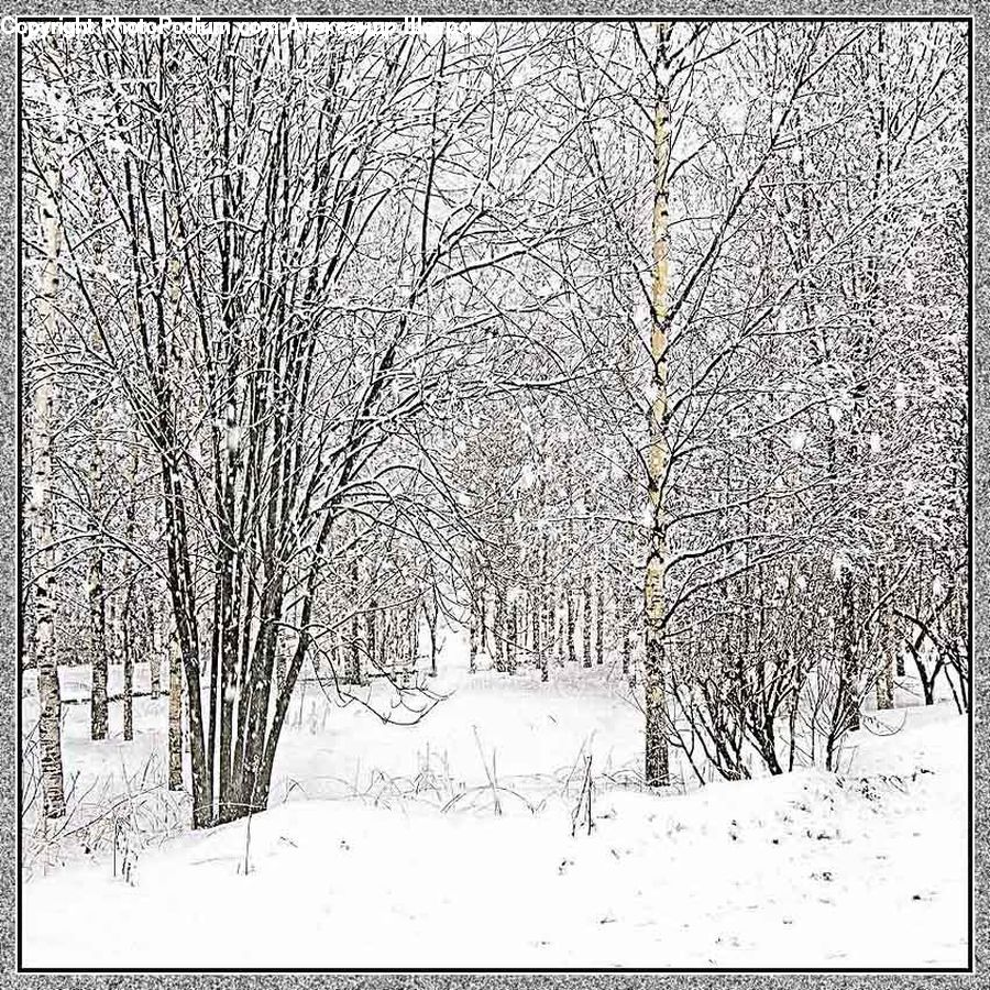 Birch, Tree, Wood, Ice, Outdoors, Snow, Plant