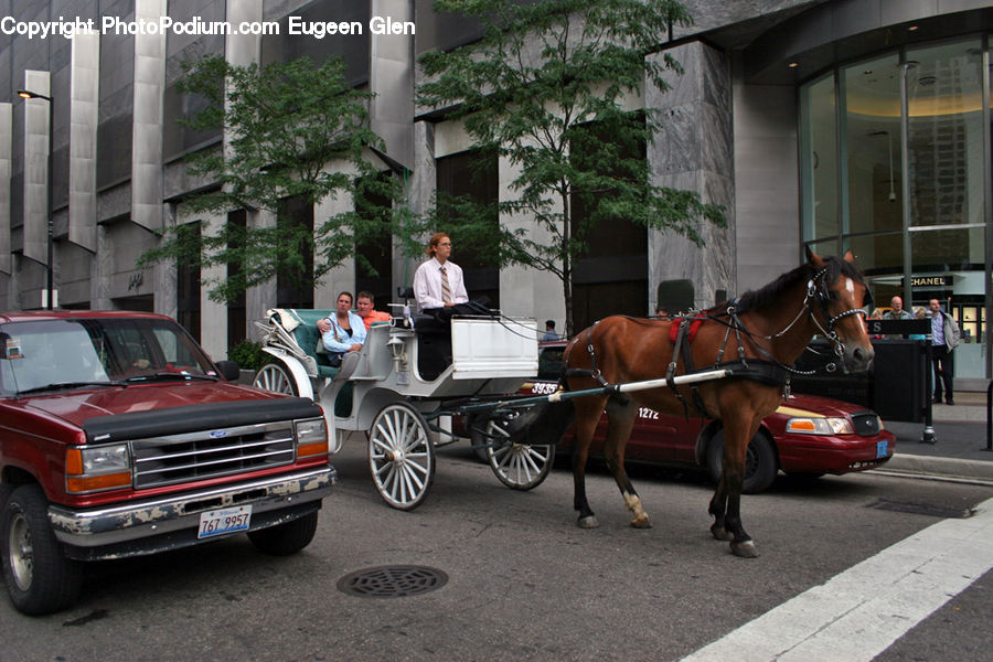 Plant, Potted Plant, Animal, Horse, Mammal, Carriage, Horse Cart