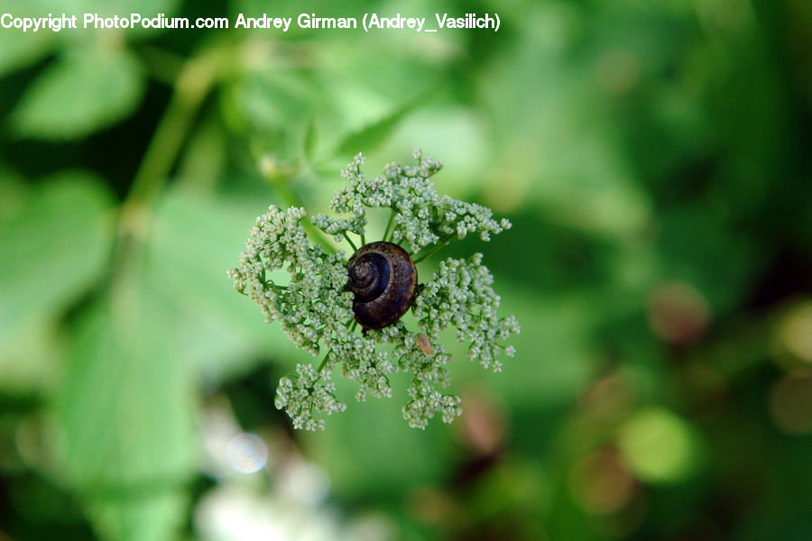 Invertebrate, Snail, Dung Beetle, Insect, Flora, Pollen, Acorn