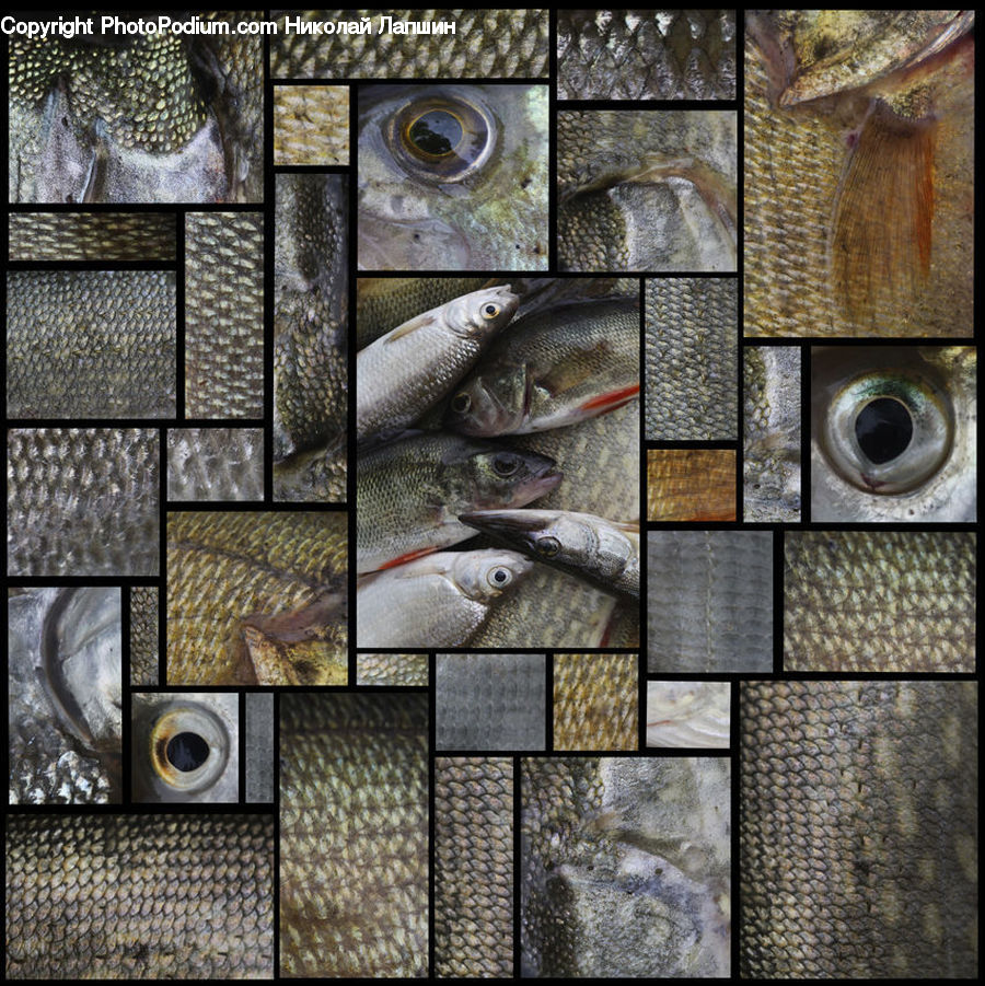 Collage, Poster, Bonito, Coho, Fish, Sea Life, Trout
