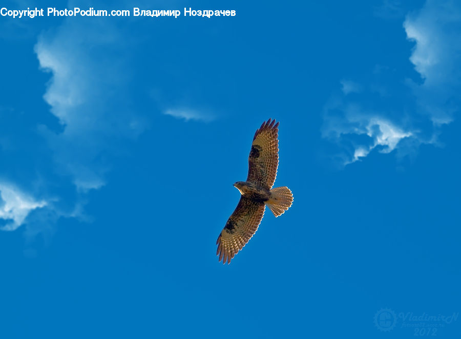 Accipiter, Bird, Buzzard, Harrier, Hawk, Vulture, Dove