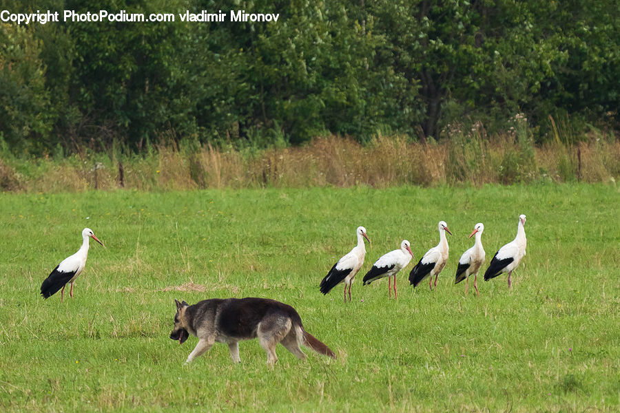 Bird, Stork, Crane Bird, Heron, Animal, Canine, Dog