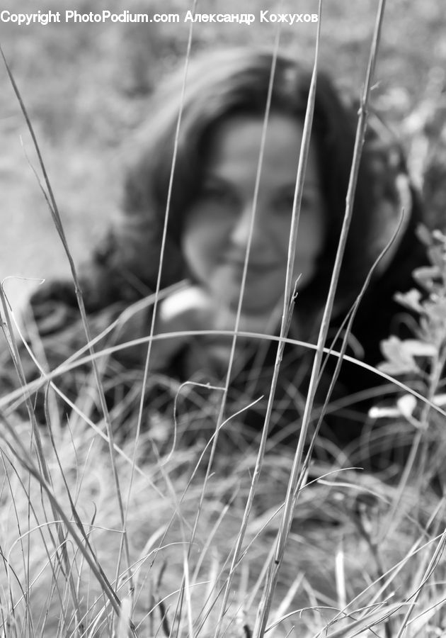 Grass, Plant, Reed, Field, Grassland, Glass, Outdoors