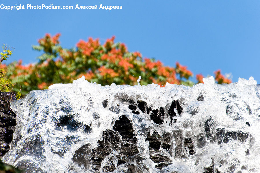 Algae, Frost, Ice, Outdoors, Snow, Plant, Vegetation