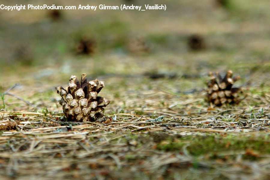 Fruit, Pineapple, Agaric, Mushroom, Plant, Amanita, Fungus