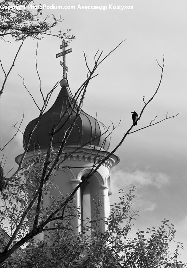 Plant, Tree, Arch, Blossom, Flora, Flower, Architecture