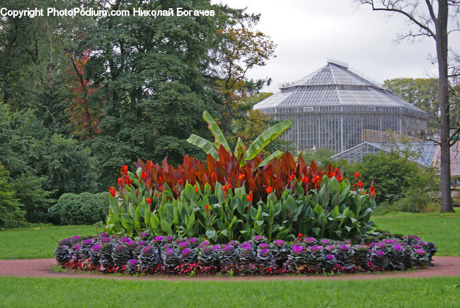 Garden, Blossom, Flora, Flower, Plant, Tulip, Building