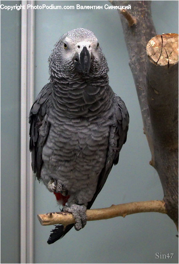 African Grey Parrot, Bird, Parrot, Kite Bird, Hawk