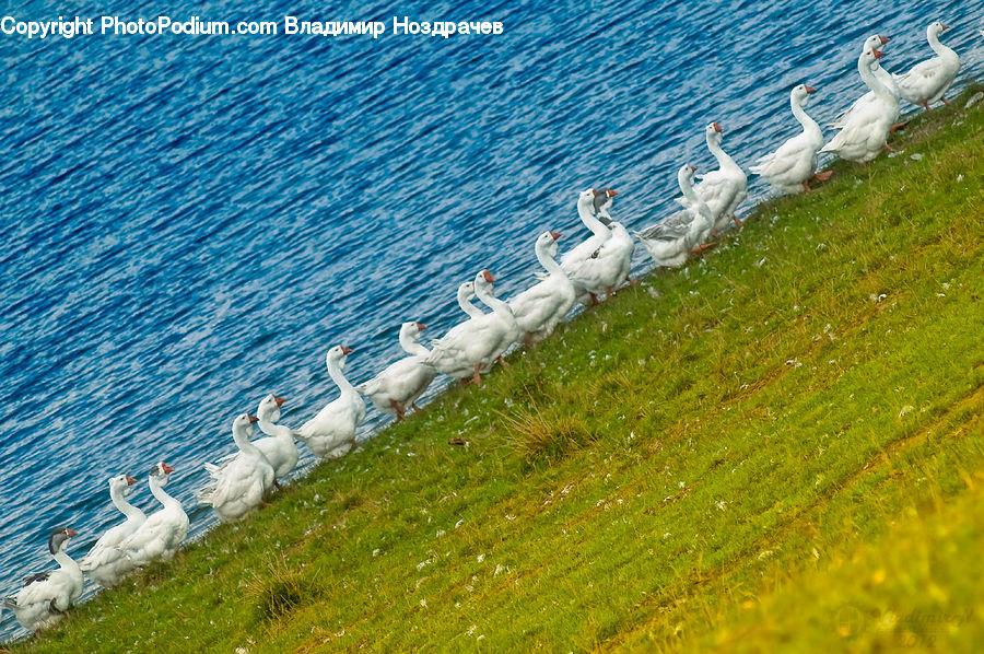 Bird, Swan, Waterfowl, Coast, Outdoors, Sea, Water