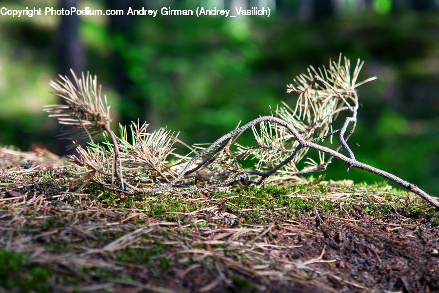 Conifer, Fir, Plant, Tree, Soil, Blossom, Flora