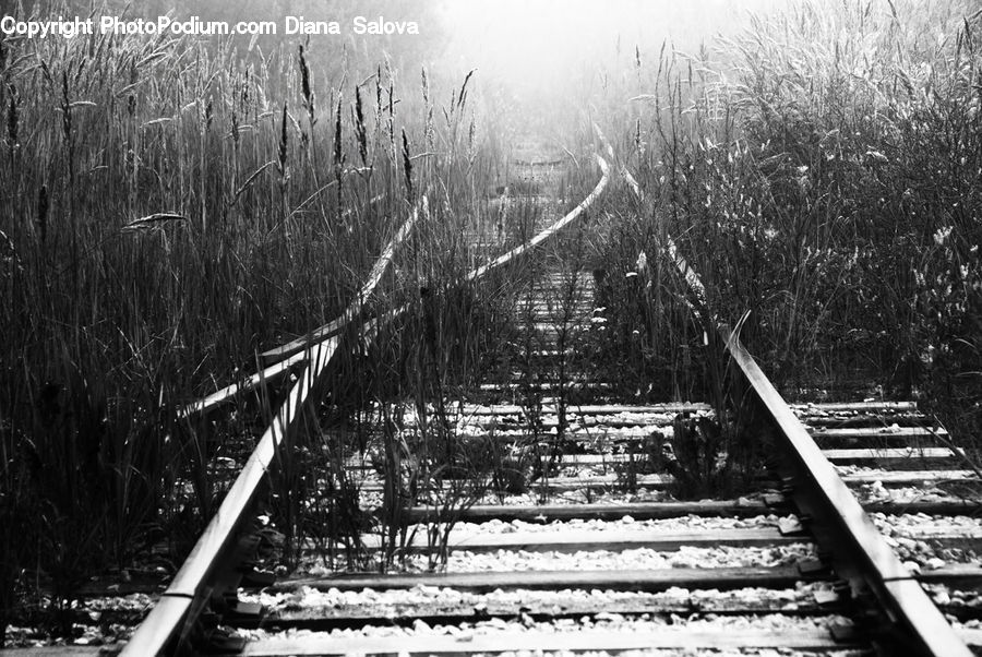 Rail, Train Track, Forest, Jungle