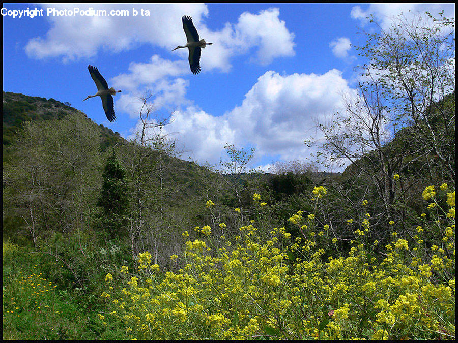 Field, Grass, Grassland, Meadow, Outdoors, Pasture, Plateau