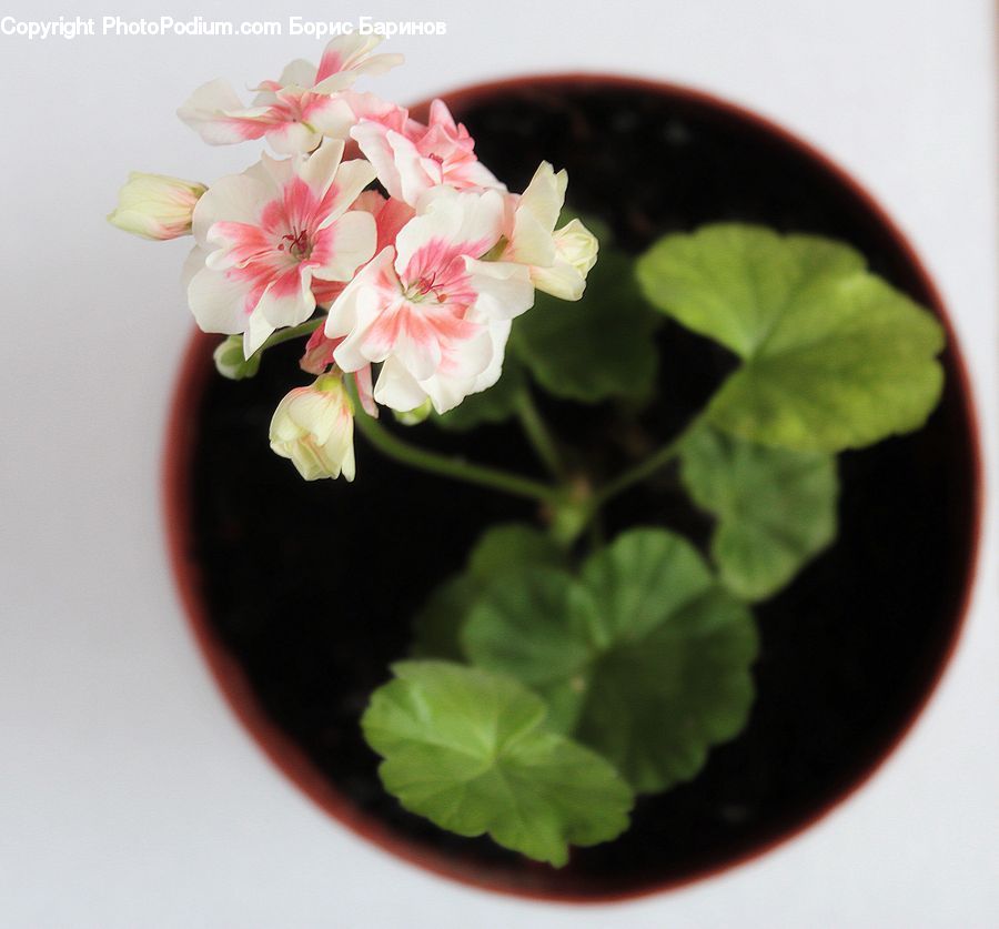Blossom, Flora, Flower, Geranium, Plant, Flower Arrangement, Ikebana