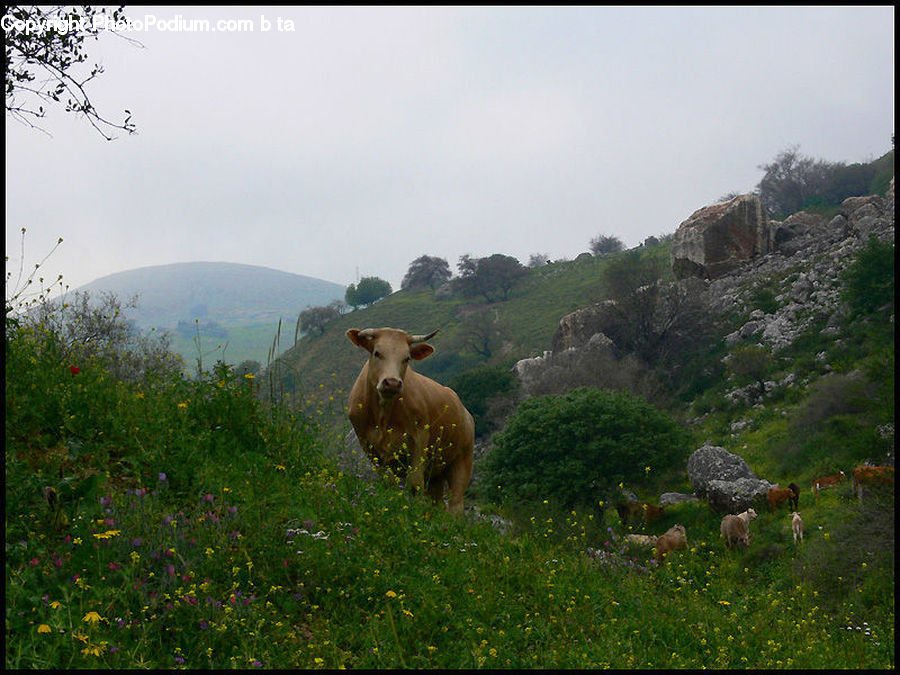 Animal, Cattle, Cow, Dairy Cow, Mammal, Alpaca, Llama