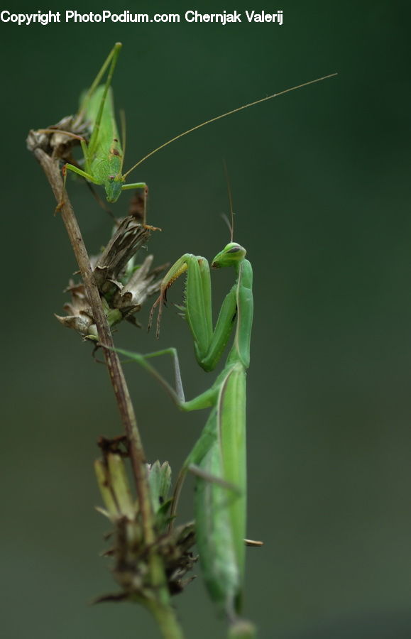 Insect, Invertebrate, Mantis, Cricket Insect, Grasshopper