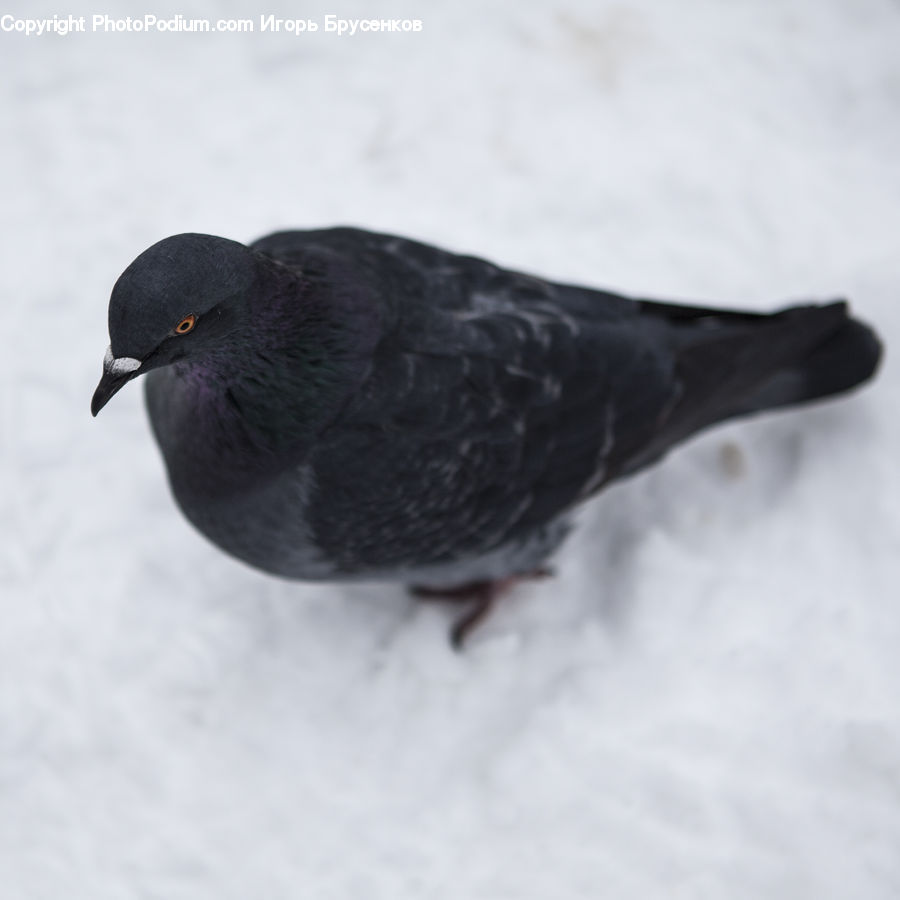 Bird, Dove, Pigeon, Blackbird