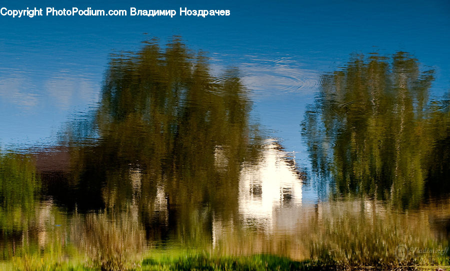 Conifer, Fir, Plant, Tree, Willow, Field, Grass