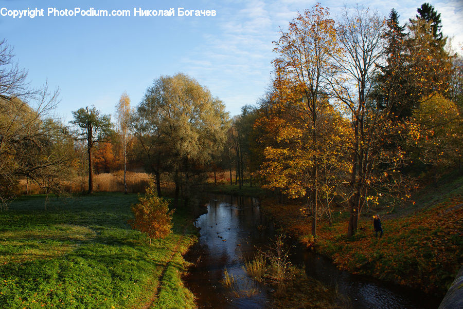 Outdoors, Pond, Water, Forest, Vegetation, River, Land