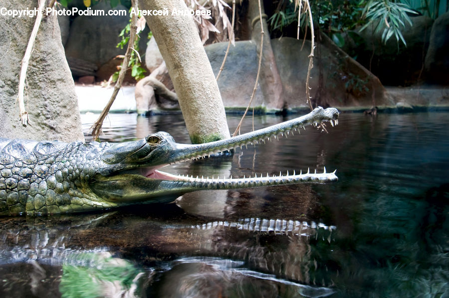 Alligator, Crocodile, Reptile, Animal, Zoo, Hole, Forest