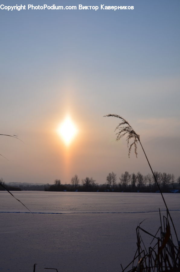Grass, Plant, Reed, Dawn, Dusk, Sky, Sunrise