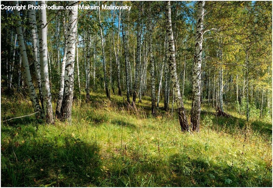 Birch, Tree, Wood, Forest, Vegetation, Conifer, Fir