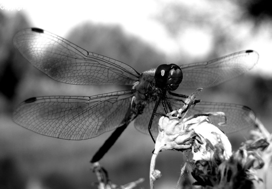Anisoptera, Dragonfly, Insect, Invertebrate, Performer, Person, Asilidae