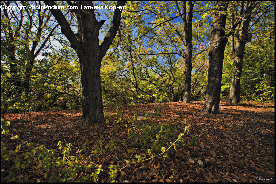 Forest, Grove, Land, Vegetation, Plant, Tree, Moss