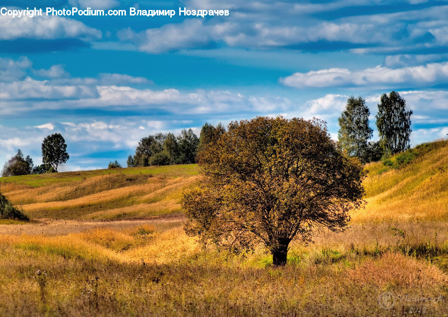 Field, Grass, Grassland, Land, Outdoors, Dirt Road, Gravel