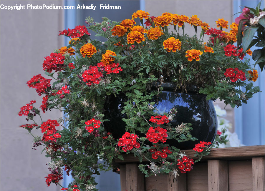 Blossom, Flora, Flower, Geranium, Plant, Floral Design, Flower Arrangement