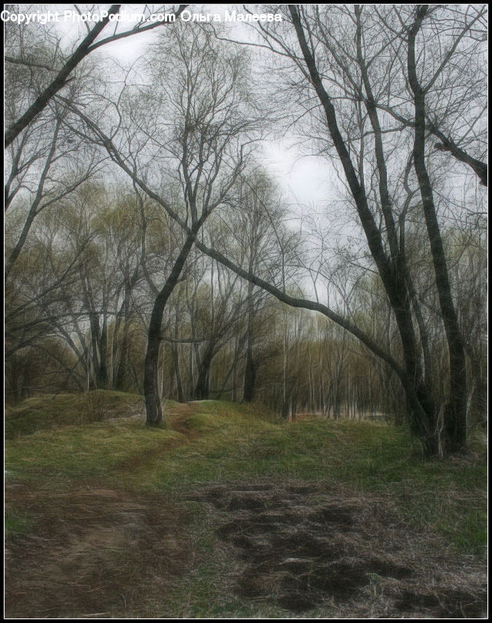 Birch, Tree, Wood, Forest, Grove, Land, Vegetation