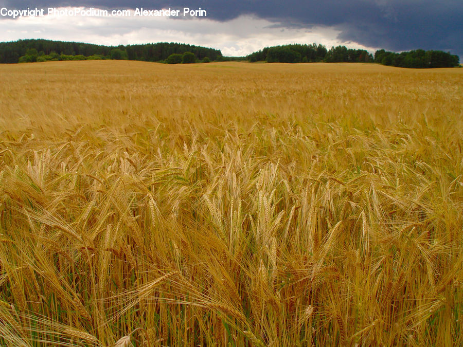 Grain, Wheat