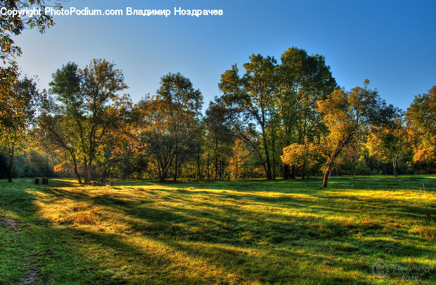 Field, Grass, Grassland, Land, Outdoors, Plant, Meadow